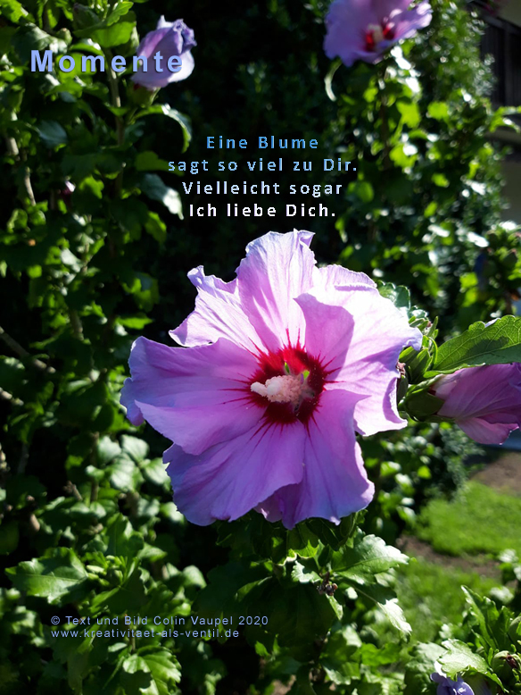 117-PK-Eine Blume sagt so viel