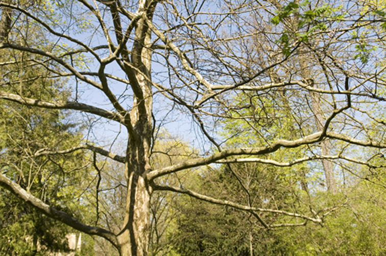 Toter Baum Park Ismaning